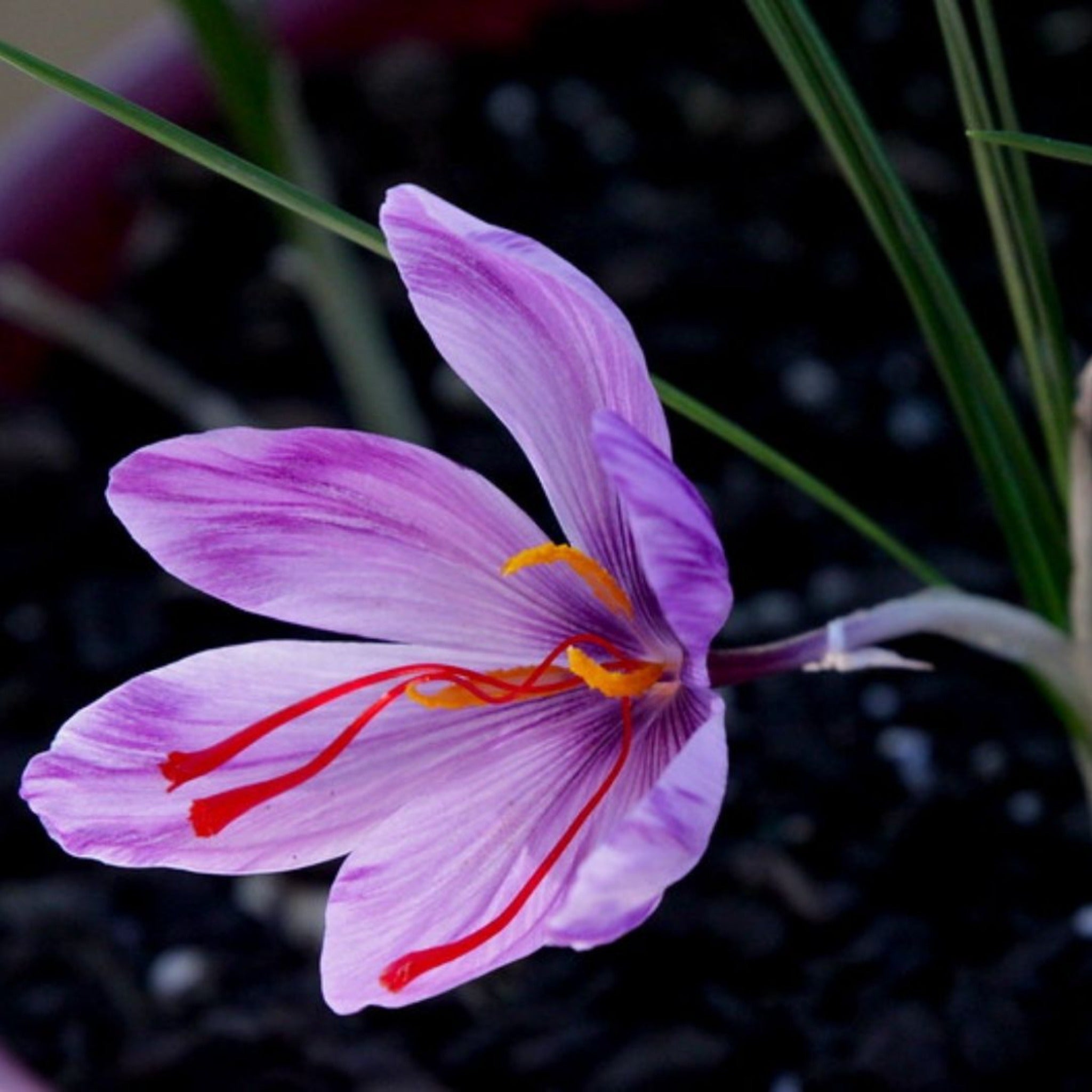 Inspired by Baccarat Rouge - No.16