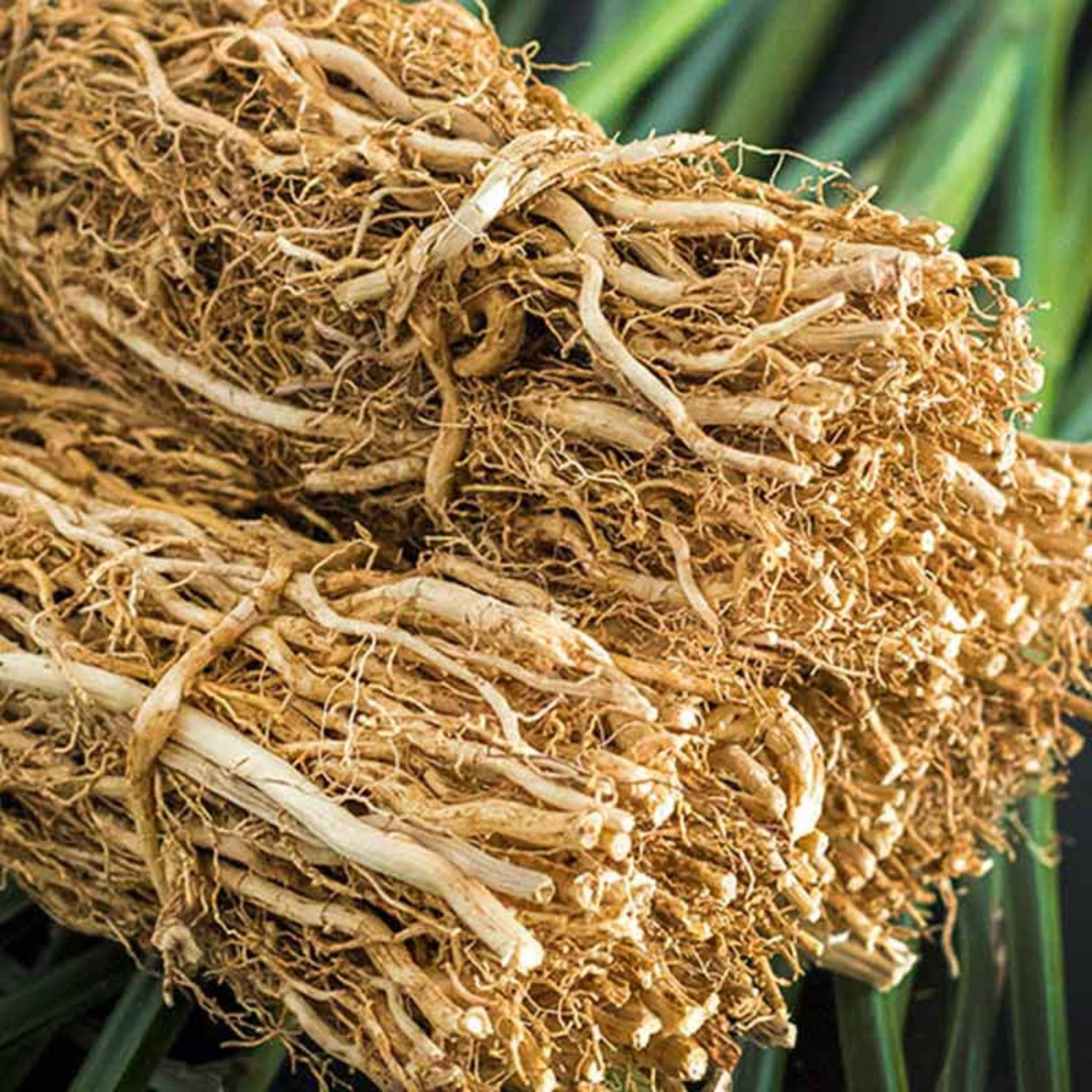 Bundles of vetiver used to make essential oils for Ciel d&