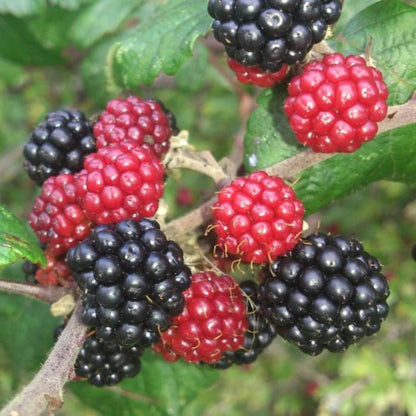 Blackberries used to make essential oils for J&