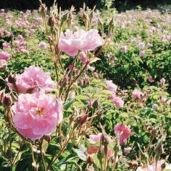 Roses used to make essential oils in Joy copycat fragrances by Match Perfumes